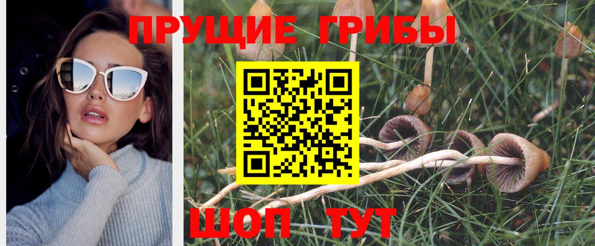 Псилоцибиновые грибы Psilocybe  Вход с VPN  Старая Купавна 